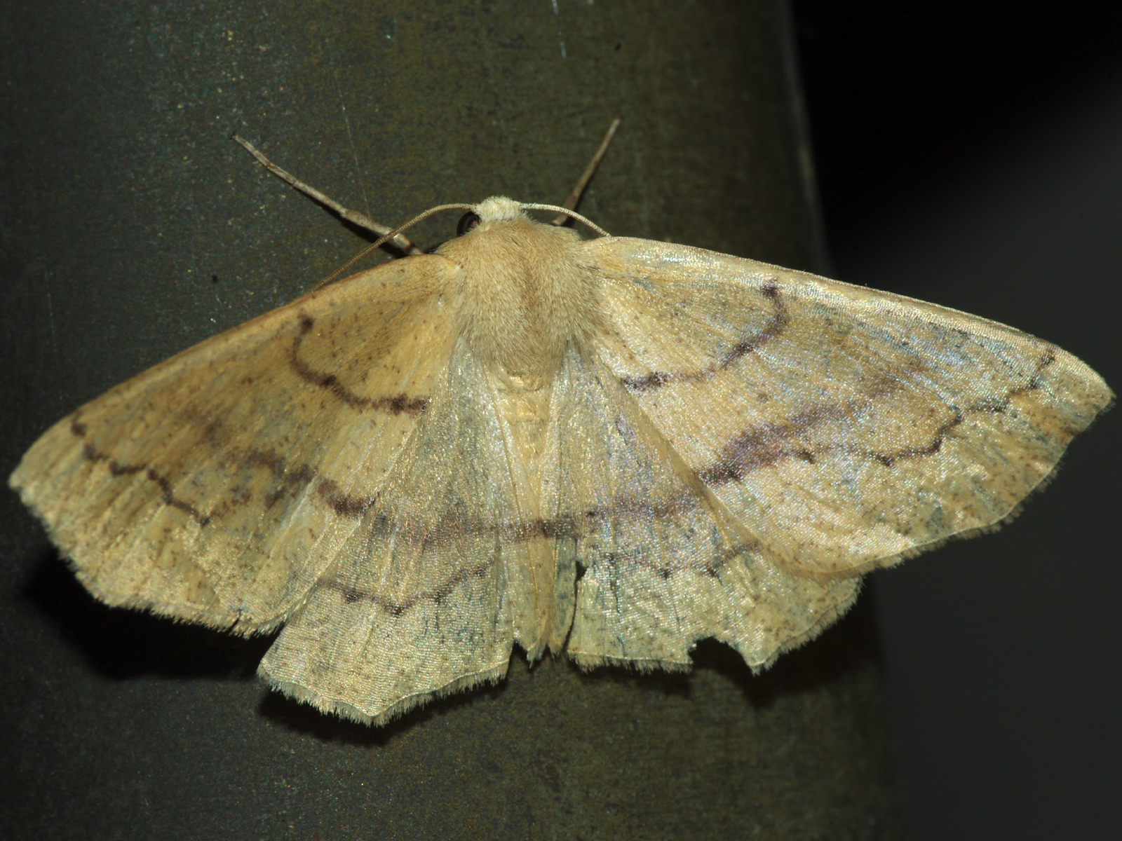 Backyard Biology Insects (Lepidoptera Butterflies & Moths)